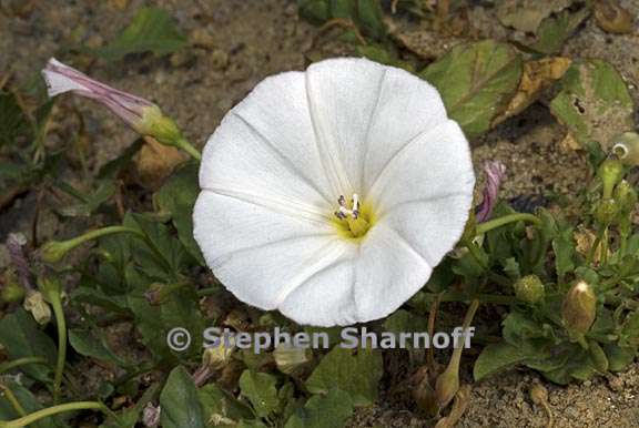 convolvulus arvensis 6 graphic